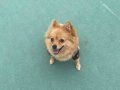 Dokuz Aylık Dişi Pomeranian Acil