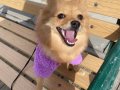 Dokuz Aylık Dişi Pomeranian Acil
