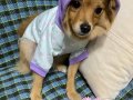 Dokuz Aylık Dişi Pomeranian Acil