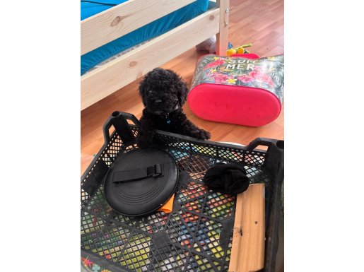 Sevgi dolu toy poodle yavrumuz sıcak bir yuva arıyor 