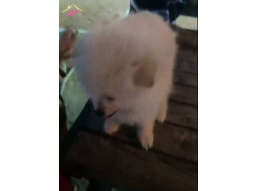 Kilis ilinden sahibinden satilik pomeranian boo cins ecvcild