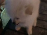 Kilis ilinden sahibinden satilik pomeranian boo cins ecvcild