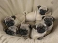 Pug mops bebeklerim teslime hazır 