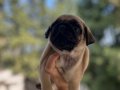 PUG MOPS GÜL KUYRUK 