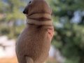 PUG MOPS GÜL KUYRUK 