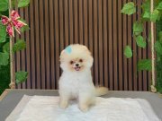 POMERİAN BOO BOBY 4 AYLIK AŞILAR TAM