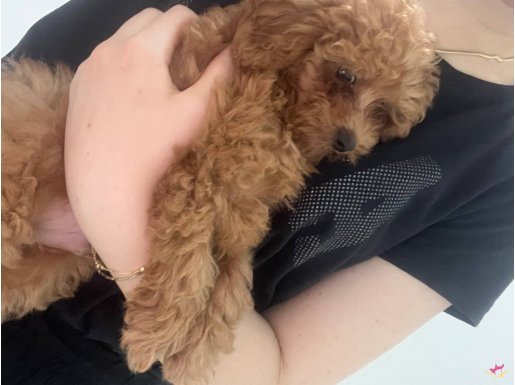 Acil satılık toy poodle iş sebebiyle satılık 