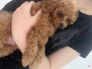 Acil satılık toy poodle iş sebebiyle satılık 