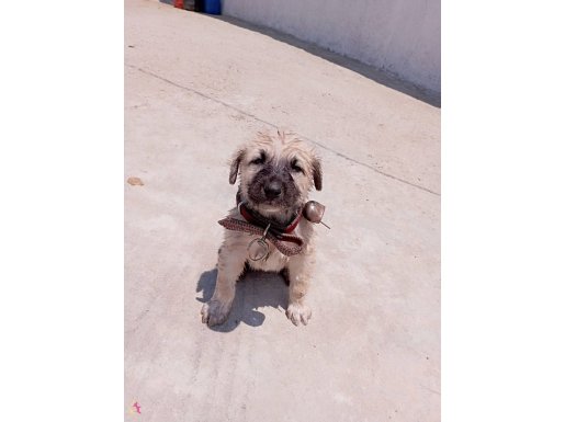 Kangal kırması 5 aylık