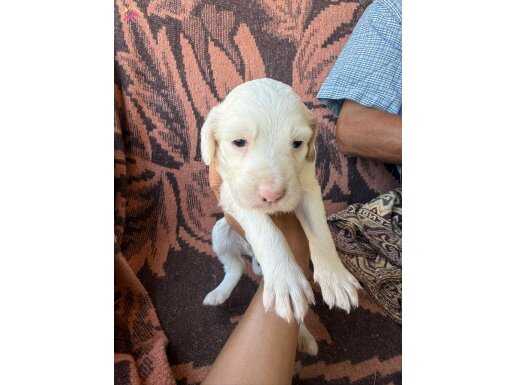 Setter 
