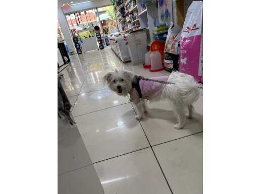 6-7 aylık pasaportlu çipli aşılı karneli Maltese terrier