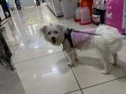 6-7 aylık pasaportlu çipli aşılı karneli Maltese terrier