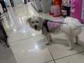 6-7 aylık pasaportlu çipli aşılı karneli Maltese terrier