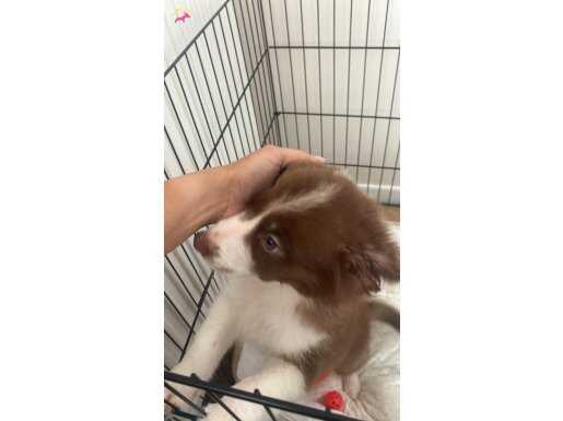 3 aylık Dişi aşıları tam
