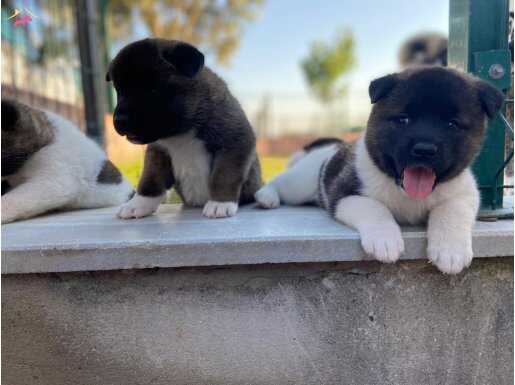 Dev akita adaylari
