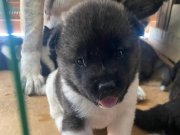 Dev akita yavrusu