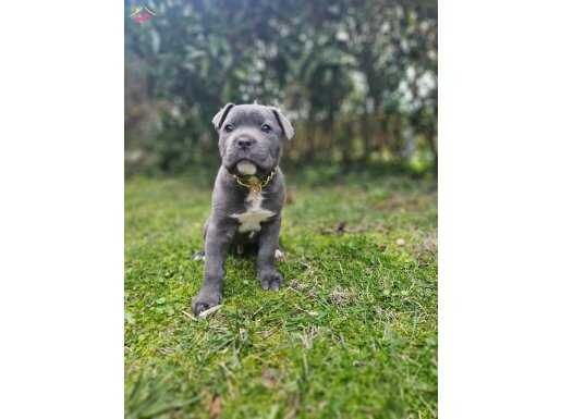 Safkan italyan cane corso yavruları