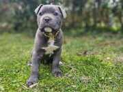 Safkan italyan cane corso yavruları
