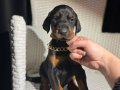 King eğitimli doberman yavruları