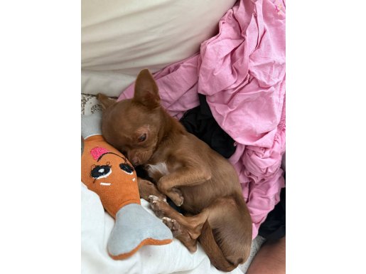 Teacup Şivava Chihuahua 