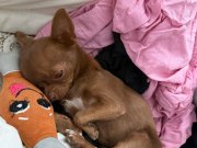 Teacup Şivava Chihuahua 