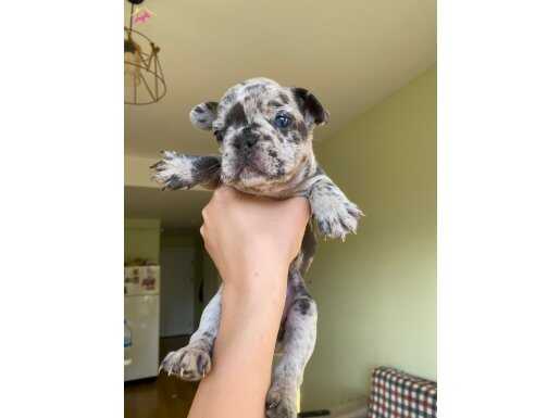 BLUE MERLE FRENCH BULLDOG