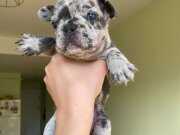 BLUE MERLE FRENCH BULLDOG