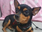 Acil Satılık İnsan Duygulu Köpeğimiz Sindi 6 aylık