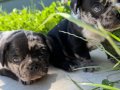 RENKLİ GÖZLÜ MERLE FRENCH BULLDOG 
