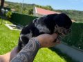 RENKLİ GÖZLÜ MERLE FRENCH BULLDOG 