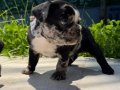 RENKLİ GÖZLÜ MERLE FRENCH BULLDOG 