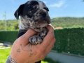 RENKLİ GÖZLÜ MERLE FRENCH BULLDOG 