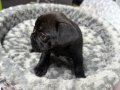 RENKLİ GÖZLÜ MERLE FRENCH BULLDOG 