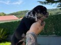 RENKLİ GÖZLÜ MERLE FRENCH BULLDOG 