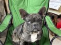 RENKLİ GÖZLÜ MERLE FRENCH BULLDOG 