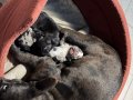 RENKLİ GÖZLÜ MERLE FRENCH BULLDOG 