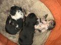 RENKLİ GÖZLÜ MERLE FRENCH BULLDOG 