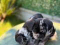 RENKLİ GÖZLÜ MERLE FRENCH BULLDOG 