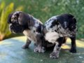 RENKLİ GÖZLÜ MERLE FRENCH BULLDOG 