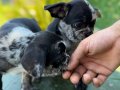 RENKLİ GÖZLÜ MERLE FRENCH BULLDOG 