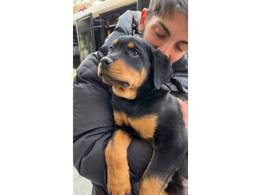10 aylık rottweiler 