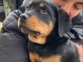 10 aylık rottweiler 