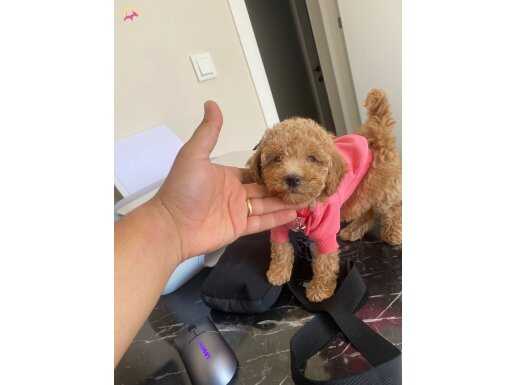 9 HAFTALIK DİŞİ APRİCOT TOY POODLE