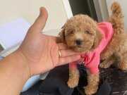 9 HAFTALIK DİŞİ APRİCOT TOY POODLE