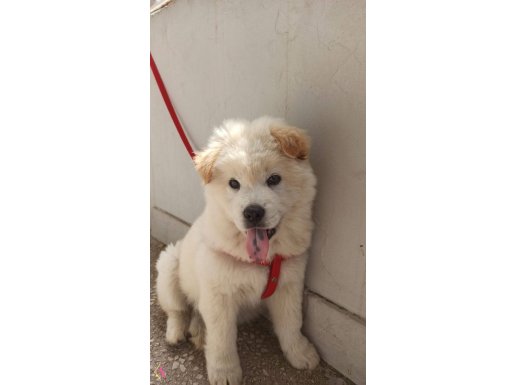 3 aylık beyaz erkek çin aslanı (chowchow)