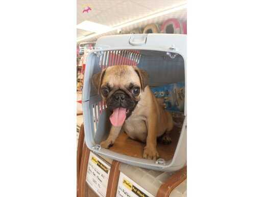 Erkek pug 2,5 aylık aşıları yapıldı . İç dış parazit safkan.