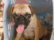 Erkek pug 2,5 aylık aşıları yapıldı . İç dış parazit safkan.