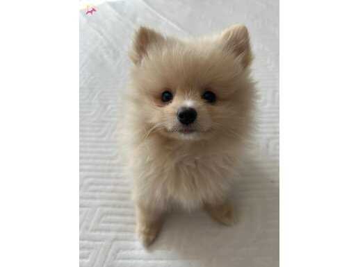 Saf ırk, tatlı suratlı Pomeranian yavru