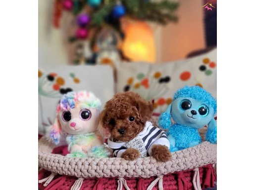 Şecereli Kore Toy Poodle Yavrularımız 
