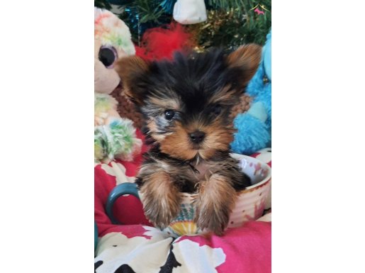 Şecereli Teacup Yorkshire Terrier Yavrularımız 